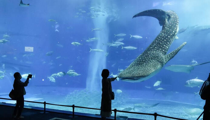 鯨鯊游過來那一刻!黑潮之海真的震撼到說不出話